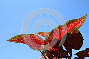 Red Caladium Bicolor Vent leaves isolated on blue sky