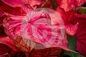Red Caladium Leaf Close-up