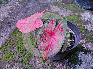 Red caladium plant & x28; Tanaman keladi merah& x29; photo