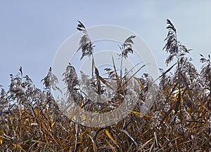 Red calamus against the sky on the shore of the lake