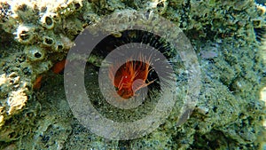Red calcareous tubeworm or blood-red tubeworm (Protula intestinum) undersea, Aegean Sea
