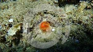 Red calcareous tubeworm or blood-red tubeworm (Protula intestinum) undersea, Aegean Sea