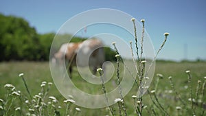 The red calf grazes in the meadow. Defocused picturesque rural landscape with grazing cow, agricultural field. Defocused