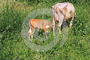 Red calf grazing with a cow