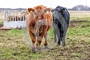 Red calf portrait