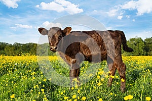 Red Calf in summer field