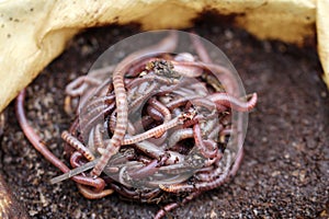 Red californian compost worms in coffee