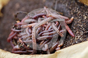 Red californian compost worms in coffee