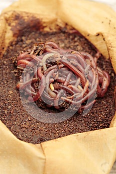 Red californian compost worms in coffee