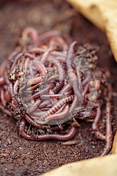 Red californian compost worms in coffee