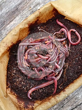 Red californian compost worms in coffee