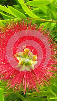 Red Calistemon Flower