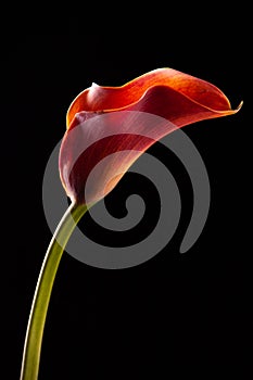 A red calla on a black background