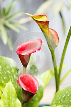 Red calla lily