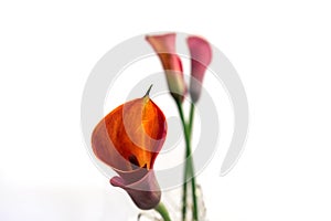 Red Calla Lily Flower detail