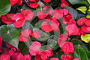 Red calla lily flowers growing in greenhouse