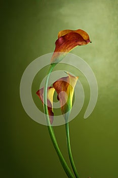 Red callas