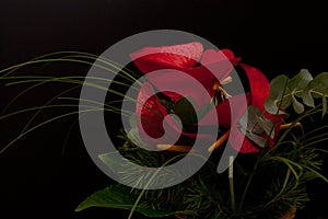 red callas with pine tree. red bouquet on black background. calla lilies with eucalyptus