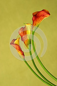 Red callas