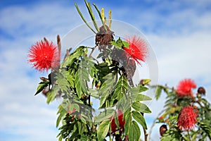 Red Calliandra Carbonaria flower, Colombia