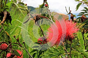 Red Calliandra Carbonaria flower, Colombia