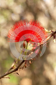 Red Calliandra Powder-puff flower - isolated alone