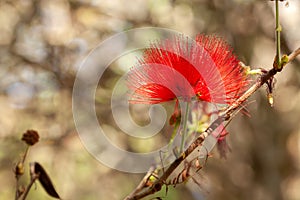 Red Calliandra Powder-puff flower - isolated alone