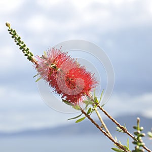 Red callistemon