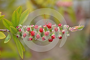 Red Callistemon or  bottlebrush bush flower, buds blooming