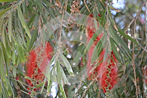 Red Callistemon or  bottlebrush bush flowers and leaves in tree