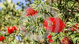 Red Callistemon citrinus flower in the garden