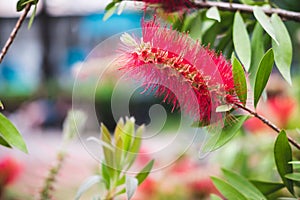 Red Callistemon citrinus flowers with green leaves in exotic tropical garden of Istanbul, Turkey. Callistemon