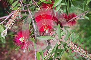 Red Callistemon citrinus flowers with green leaves in exotic tropical garden of Istanbul, Turkey. Callistemon