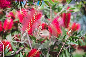Red Callistemon citrinus flowers with green leaves in exotic tropical garden of Istanbul, Turkey. Callistemon