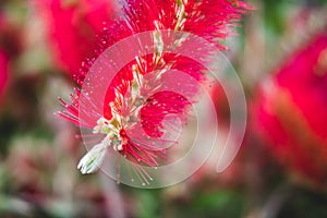 Red Callistemon citrinus flowers with green leaves in exotic tropical garden of Istanbul, Turkey. Callistemon