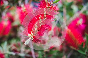 Red Callistemon citrinus flowers with green leaves in exotic tropical garden of Istanbul, Turkey. Callistemon