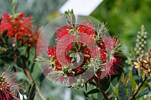 Red Callistemon flower, commonly known as bottlebrushes, in a sunny summer day photo