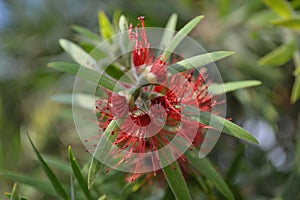 Red Callistemon Flower Melaleuca comboynensis