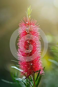 Red Callistemon flowers in the tropical garden of Bali, Indonesia