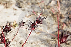 Red calyces of Roselle plants Hibiscus sabdariffa