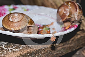 Red Cambodian ant stealing from bowl dog food