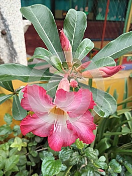 Red Cambodian flower