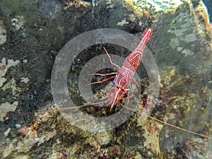 Red camel shrimp on rock under water