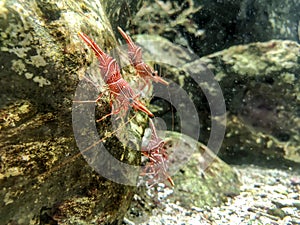 Red camel shrimp on rock under water