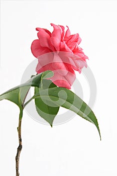 A red camellia