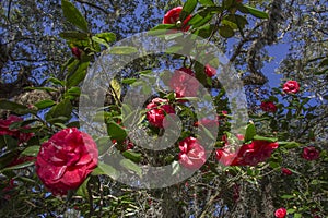 Red camellia blossoms, blue sky