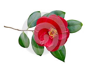 Red camellia branch with open flower isolated on white