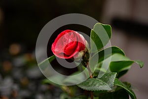 Red camellia bud opening