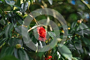 Red camellia flower cuts green leaves on a tree or bush
