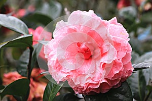 Red Camellia flower with raindrop
